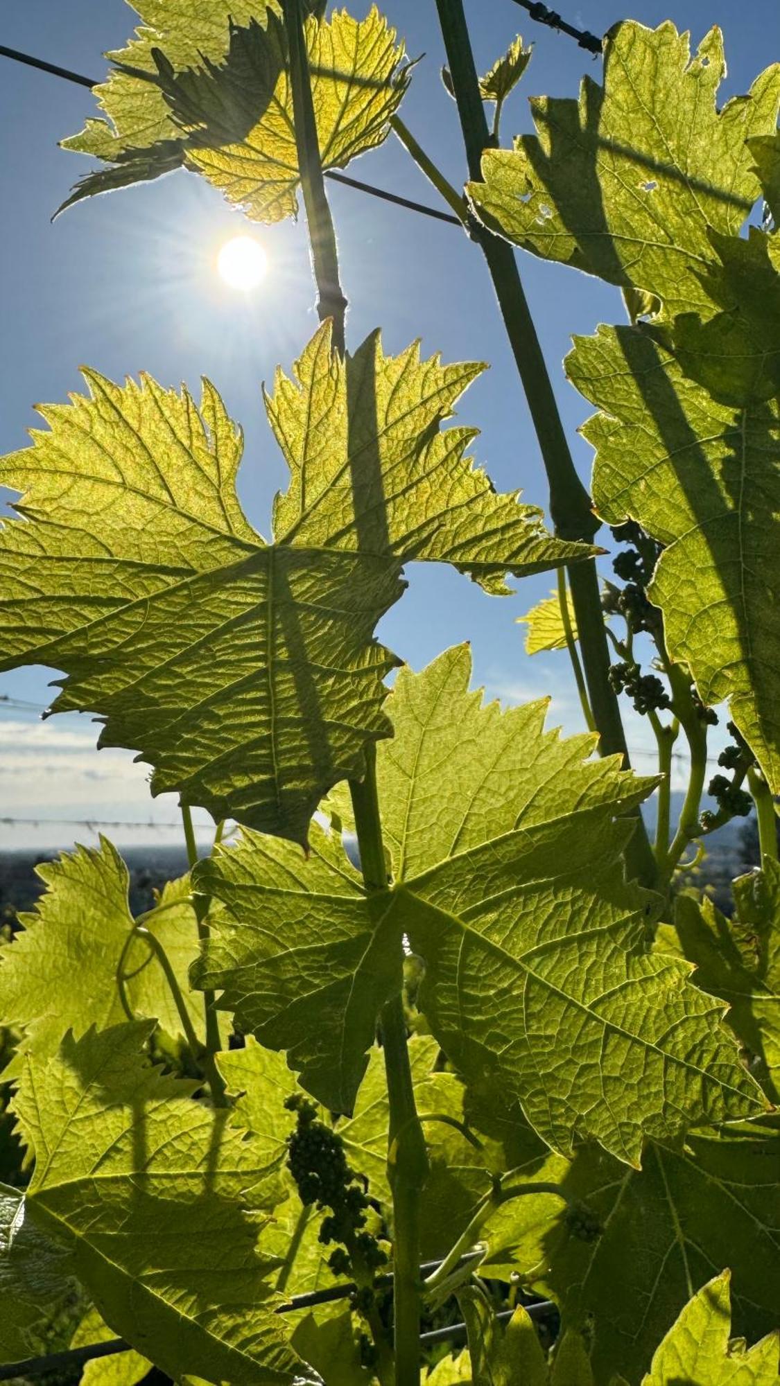 Agriturismo Cascina Cipressa San Romano  Bagian luar foto