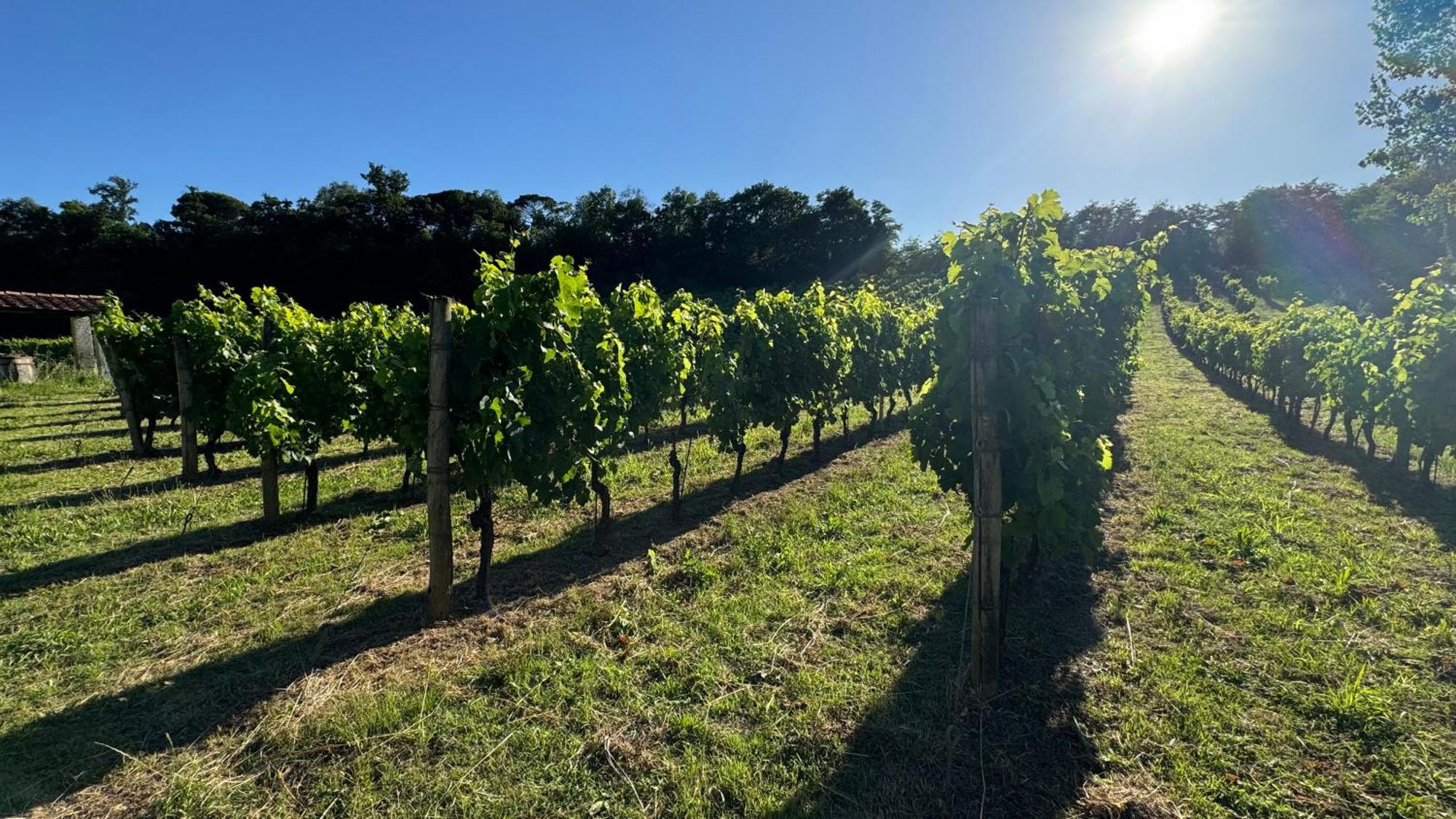 Agriturismo Cascina Cipressa San Romano  Bagian luar foto